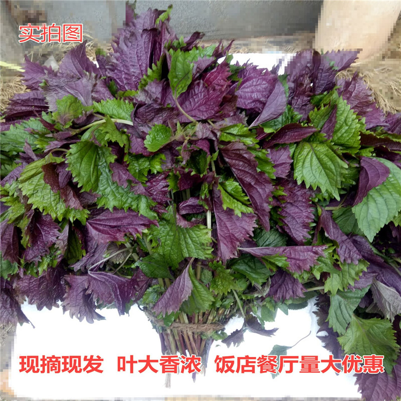 Purple Suye Fresh edible Roasted Pork Foot Hotel Lobster Fish Crab Field Snail Seasoning to fishy 500g farmhouse