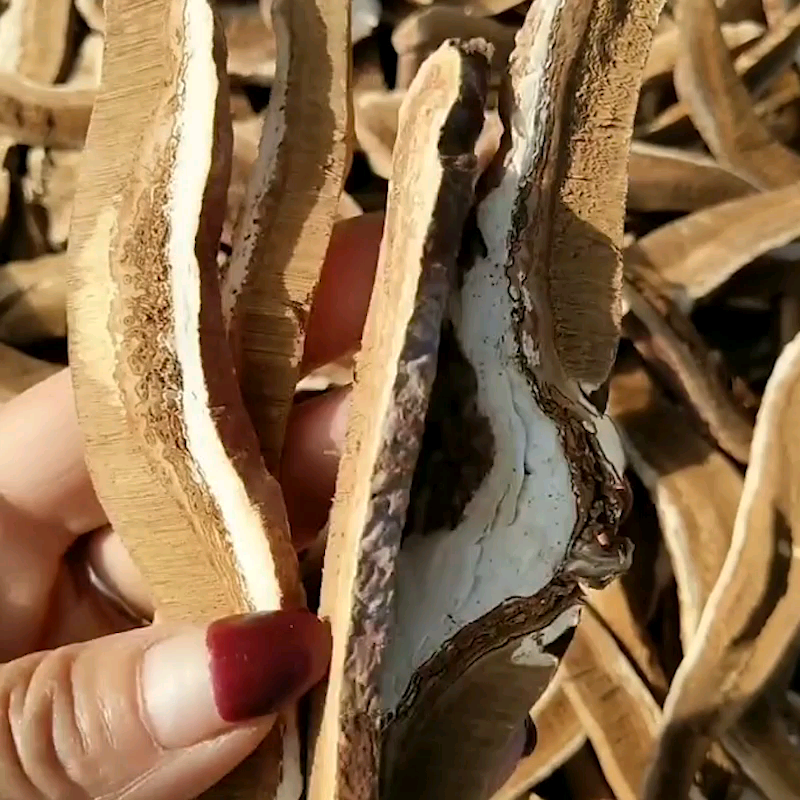 黑灵芝片此样用、健康更轻松✨