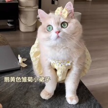 Mint matching cat clothing, pet cat dress, spring and summer anti shedding dog dress, gold gradient cloth doll