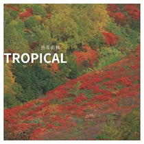 Dalton Commercial Office Carpet Nylon PVC Flame Retardant B1 Conference Room Book Room Bedroom Striped Tropical Rainforest