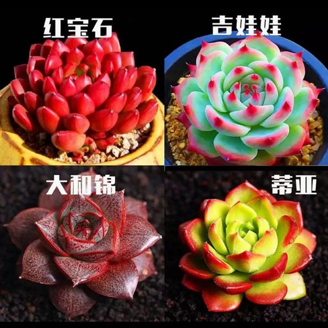 Succulent plant potted plant combination package ຟຸ່ມເຟືອຍ peach egg yolk ruby ​​​​ green plant flower ສວນ