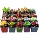 Succulent plant potted plant combination package ຟຸ່ມເຟືອຍ peach egg yolk ruby ​​​​ green plant flower ສວນ