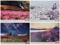 Hulunbuir Rhododendron Postage Postcards Set of 10 Brand New with Cover