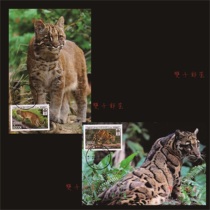 Cats Clouded Leopard Golden Cat Laos Extreme Film 2 Complete