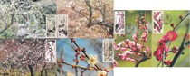 T103 Plum blossom feuille limite 6 Toutes les broches Wuxi Mei Garden Non-premier jour