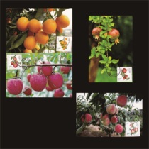 2014-15 Fruit Group 1 Extreme Slices 4 Complete Apple Peach Kumquat Pomegranate