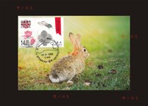 2023 Zodiac Year of the Rabbit Macau Miniature Extreme Film Single Coin