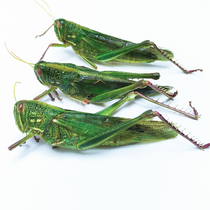 1 kg of fresh live frozen big cow grasshopper Green cotton grasshopper green grasshopper Big grasshopper grasshopper pedaled down the mountain