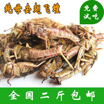 2021 Seasonal Fresh Live Frozen Female Grasshopper East Asian Flying Locust Wings With Egg Seed Grasshopper 2