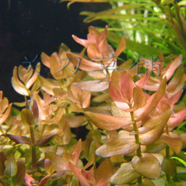 Pink tiger ears 1 Guan Knife Grass Paved self-prolific underwater foliage Water grass Water Nation ADA Fish Tank Made of Shunfeng Express