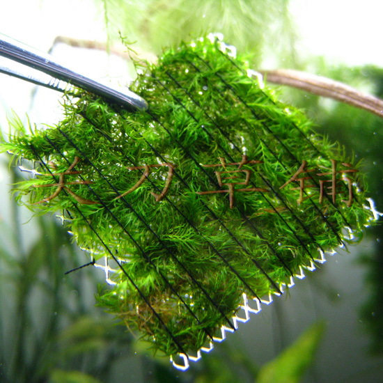 Large leaves of Mai Feng 5*5 current stranded plate Crystal shrimp Moss underwater leaves