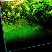 Mini beef felt beef felt cut grass paved from underwater leaves studio household ADA scenery