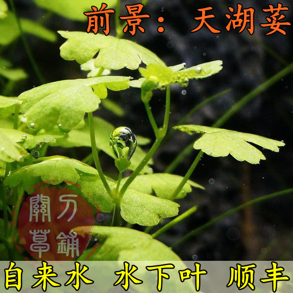 Sky Lake with 1 copy of Tianhu Kui Qian (Guan Knife Grass Laying) Self-production of underwater leafy water grass Water ethnic ADA building scenery