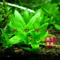 South American fork column flower 1 underwater leaf aquarium scenery (knife grass) self-produced grass killing field