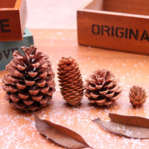 Natural Pine Nuts Pine Ball Pine Flowers Dry Flowers Vegetal Christmas Decorative Pendulum Pine Pine Needle Microscape Shooting Props