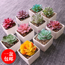 Simulation succulent fake flower desktop small bonsai fake potted home decoration office Mini Bonsai ornaments