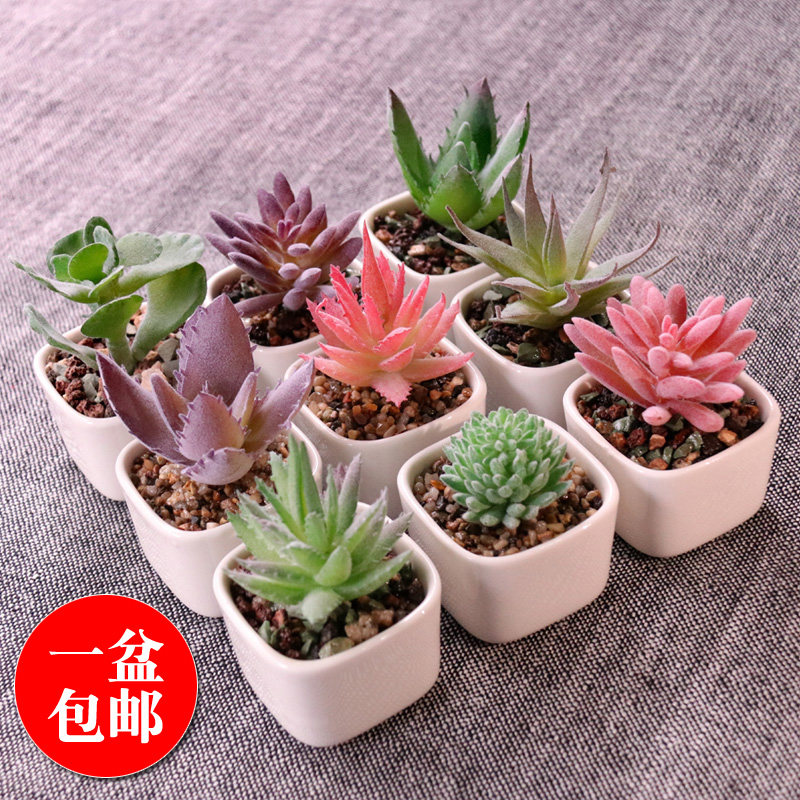 Simulated meat potted plant Nordic minimal desktop desk plant with ceramic pot decoration pot plant