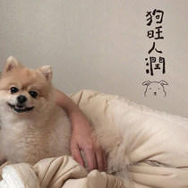 INS cute home pet wall stickers cat fat home run dog wangren run pvc wall stickers wallpaper dormitory bedroom decorations