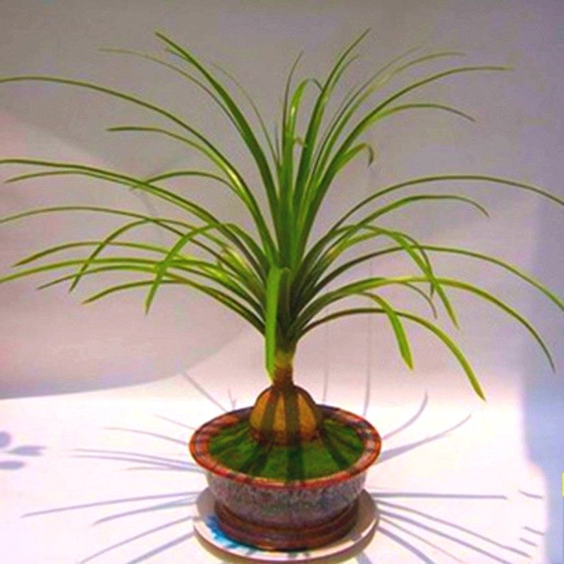 �̴��ƿ���辰