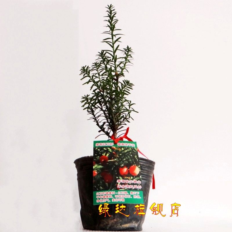 �̴���ֲ����hdsjgmiao