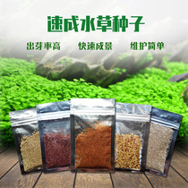 Water grass seed high quality small pair of leaves fast-growing water grass aquarium foreground grass tank decorative set paving grass grass skin