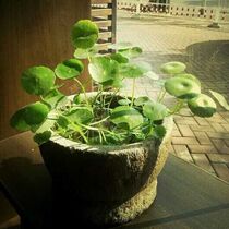 Nostalgia Old Objects Old Stone Stone Stone Pelmond Plate Grout Trinket Decoration Cylinder