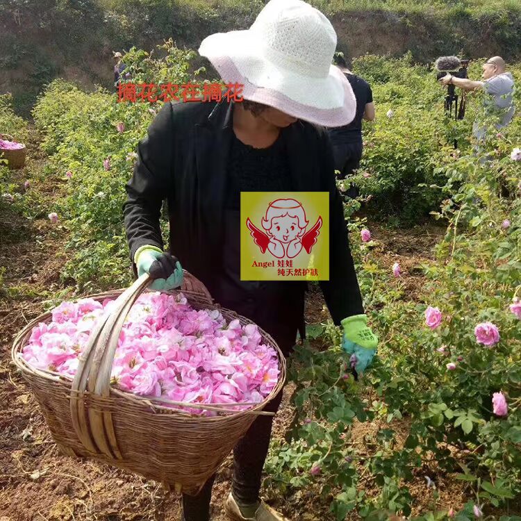Tinh dầu hoa hồng đơn phương Damascus không cần nước 1ml tinh dầu nguyên chất với báo cáo thử nghiệm nhiệt độ thấp pha lê chính hãng - Tinh dầu điều trị tinh dầu oải hương