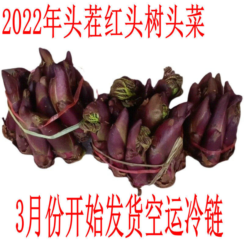 2022 Fresh Tree Head Vegetable Thorn buds Sprout Yunnan Red Tingle Old Bag Tingen Shoots of Spurs Toon Head Vegetable Wild Vegetable 2