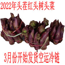 2022 Fresh Tree Head Vegetable Thorn buds Sprout Yunnan Red Tingle Old Bag Tingen Shoots of Spurs Toon Head Vegetable Wild Vegetable 2