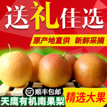 Tianying organic Nanguo pear fresh seasonal fruit Haicheng Nanguo pear Anshan specialty skin thin juicy 10kg color box