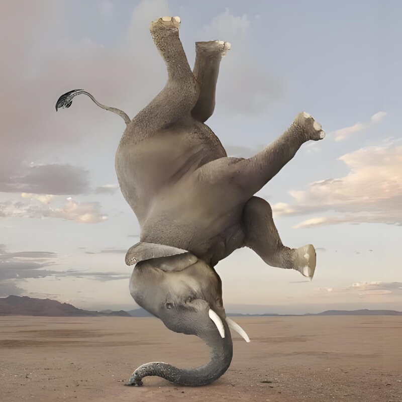 African Wild Elephants Can Do Handstands and Can Read the Navigation Signs. after Placing the Order, Wait for It to Walk Past on Its Own. It Has Been Vaccinated