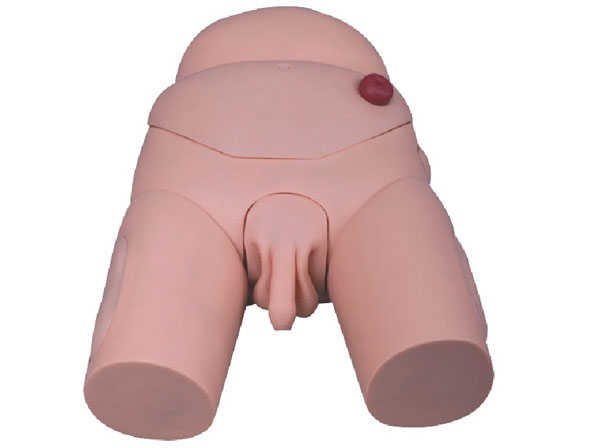 高级男性导尿模型