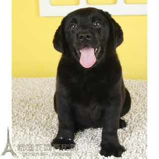 Black live Labrador puppy Xiao Qi same style