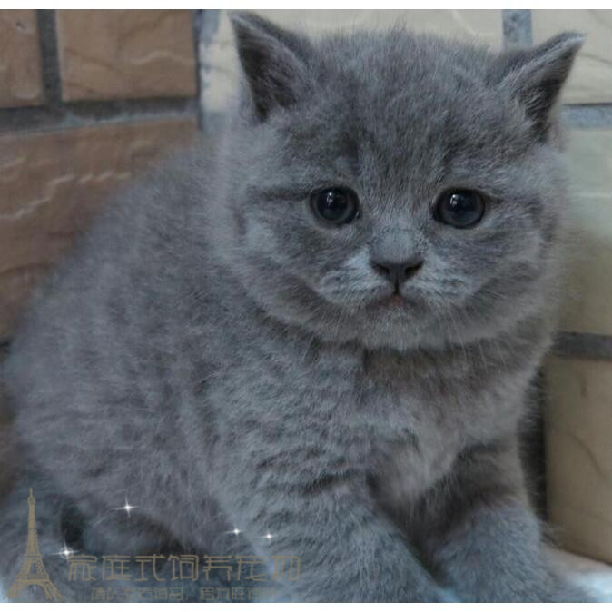 British Shorthair Blue Cat Blue Cat British Short Buns Face Orange