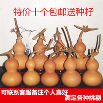 Play mini small natural hyacinth American Purple Leather Iron Clad Golden Text with hand twisted Feng Shui Feng Shui and Swaying Pieces Seed seed