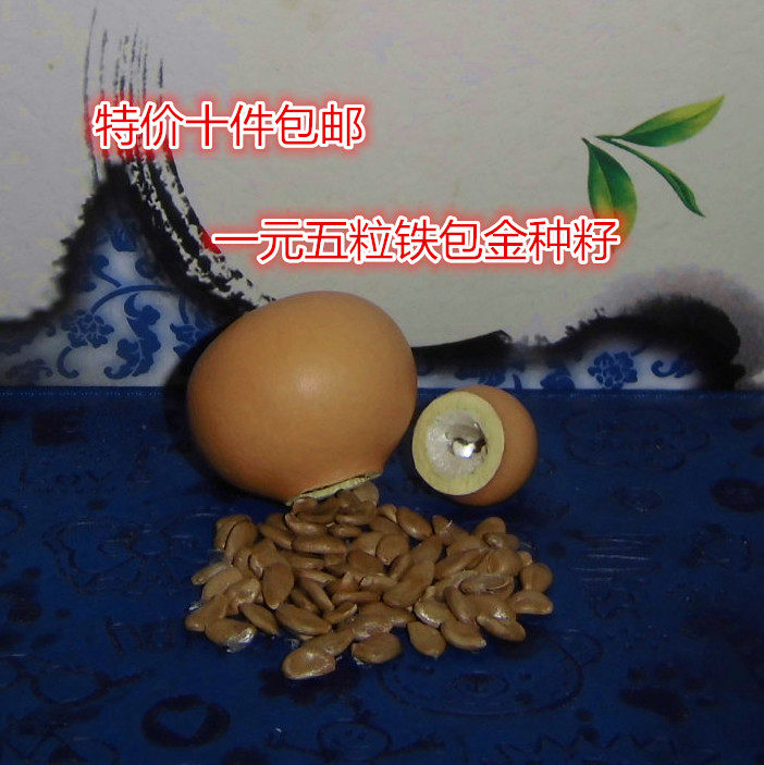 Wenwan Eight Treasures Ant Three Court Guanyin Bottle Apple Grass Gold Full Seed Potted Natural Mini Small Gourd Seed Pack