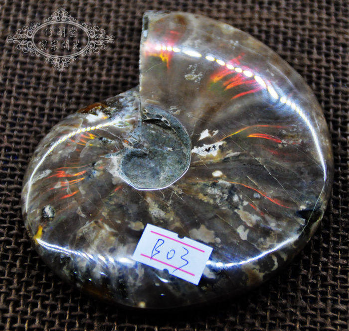 B03# 七彩光优品斑彩螺化石12厘米原石 李居明推荐旺财转运摆件