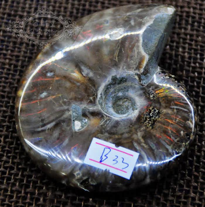 修明堂B33#极美七彩光斑彩螺化石11厘米原石 李居明推荐旺财转运