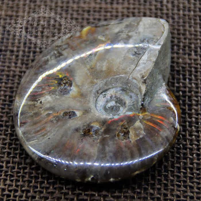 B25#开光极美七彩光斑彩螺化石10厘米原石 李居明推荐旺财转运