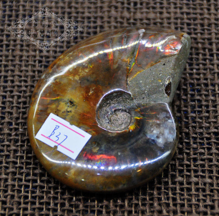B37#开光优选七彩光斑彩螺化石8厘米原石 李居明推荐旺财转运摆件