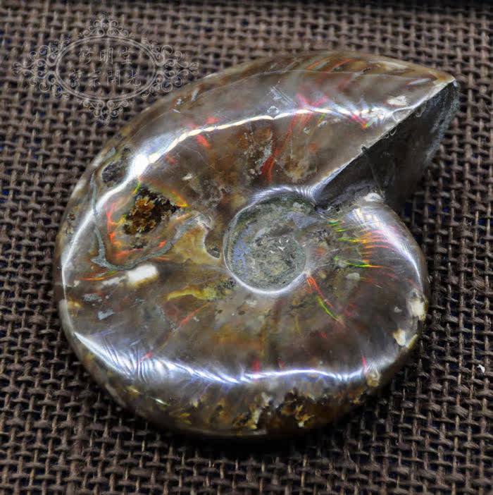 修明堂B16#极美优七彩光斑彩螺化石11厘米原石 李居明推荐旺财转