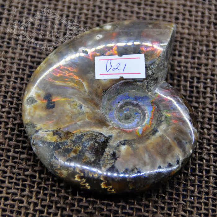 修明堂B21#七彩光优品斑彩螺化石9.5厘米原石李居明推荐旺财转运
