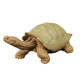 Children's Toy Solid Tortoise Realistic Animal Model Wild Animal Figurine Giant Tortoise Radiation Turtle Educational Gift