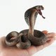 Children's Solid Crawling Segmented Snake Animal Prank Toy Realistic Animal Model Cobra Rattlesnake Python