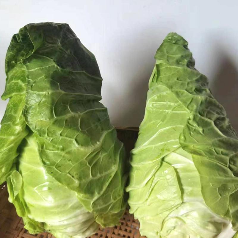 【新鲜】农家卷心菜：如何挑选与烹饪？500g/份的营养宝库！