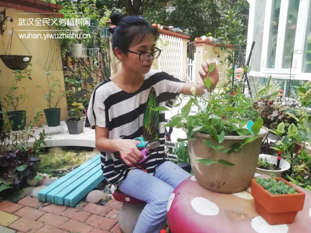 她仅用两年就把小院 打造成地中海式花园 鸢尾与木兰的我爱搜罗