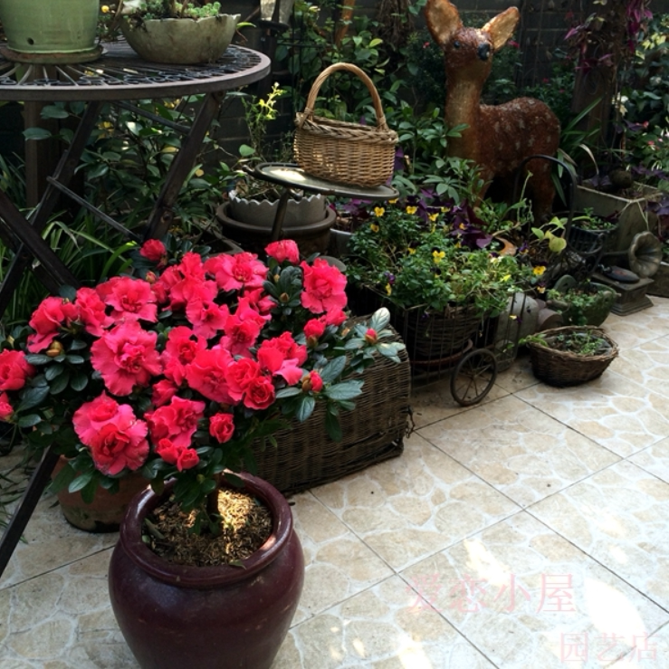 这6种花 花期超长 春夏秋冬四季开不停 鸢尾与木兰的我爱搜罗