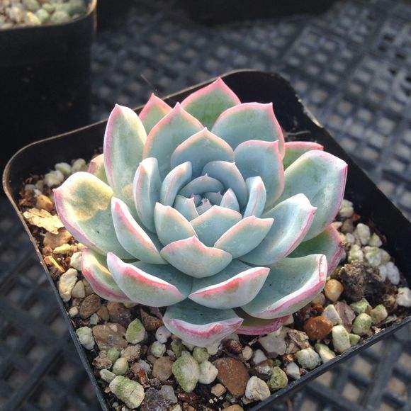 多肉貴族 10位多肉女王駕到 淘寶海外