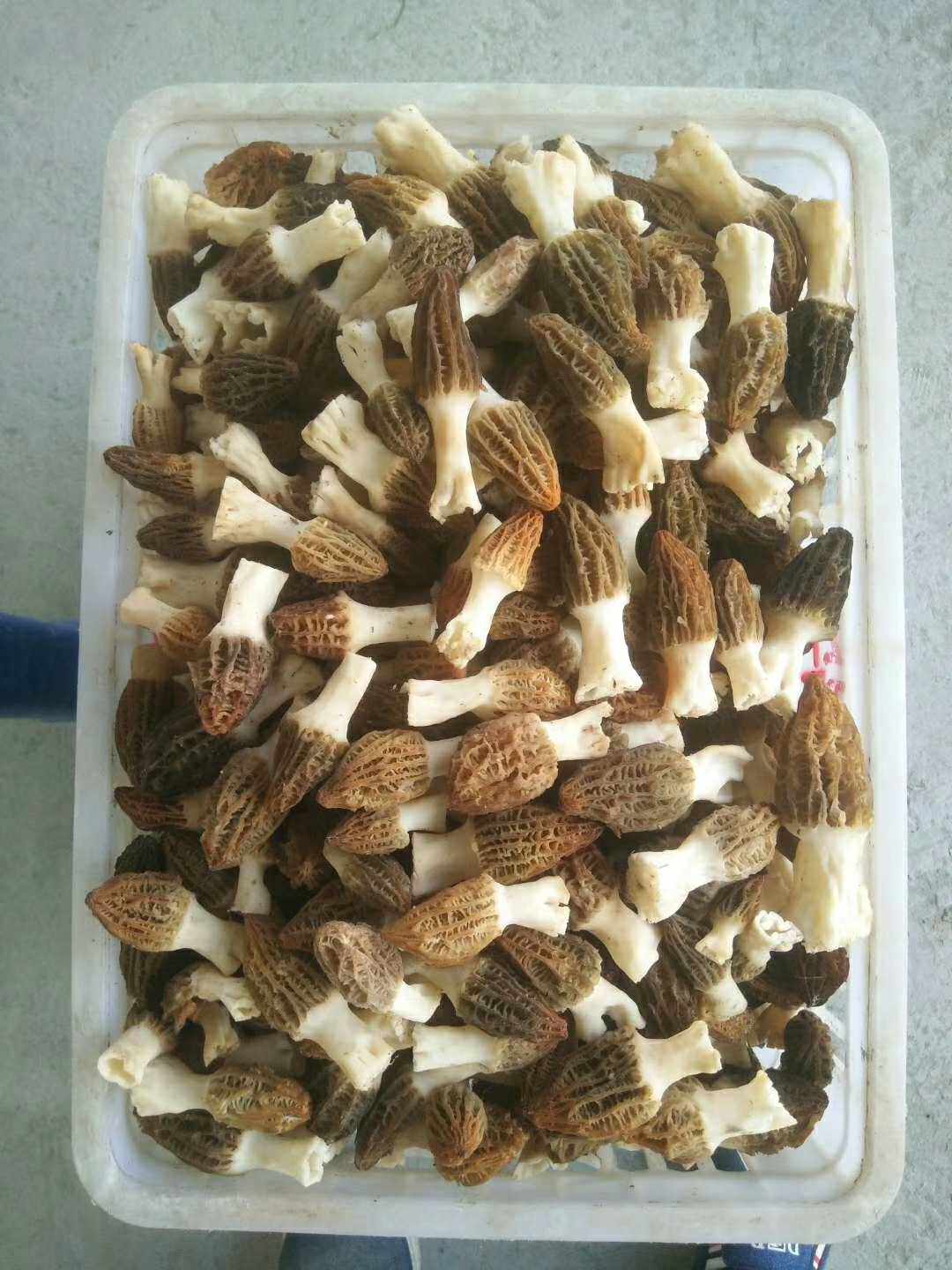 A lot of the sale of the goat's bellicum fresh dry pint.