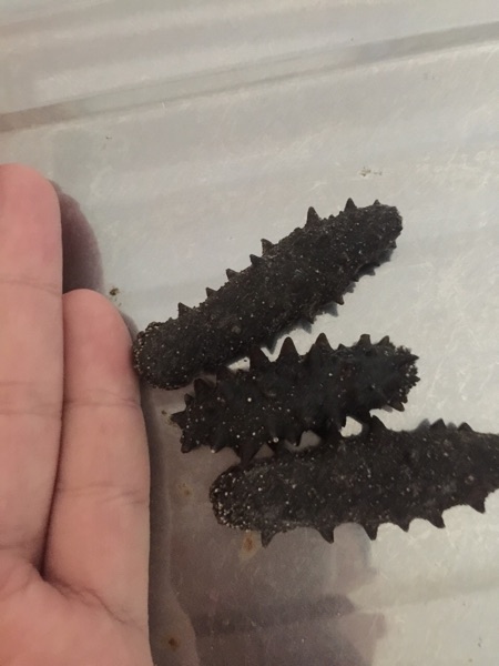 A thorn in the sea of sea cucumbers half a catty 250 gr